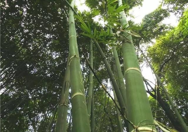 甜龙竹植物非试管高效快繁甜龙竹——蛋白质含量高的竹类品种之一 - 知乎