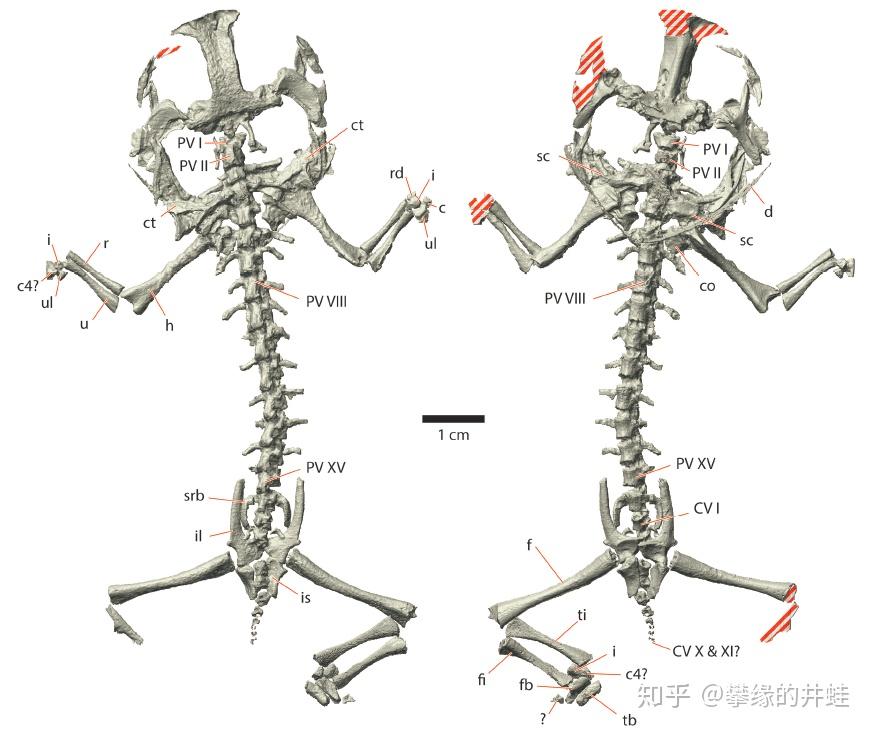 最早的滑体两栖类:三叠尾蛙triadobatrachus massinoti化石和骨骼结构