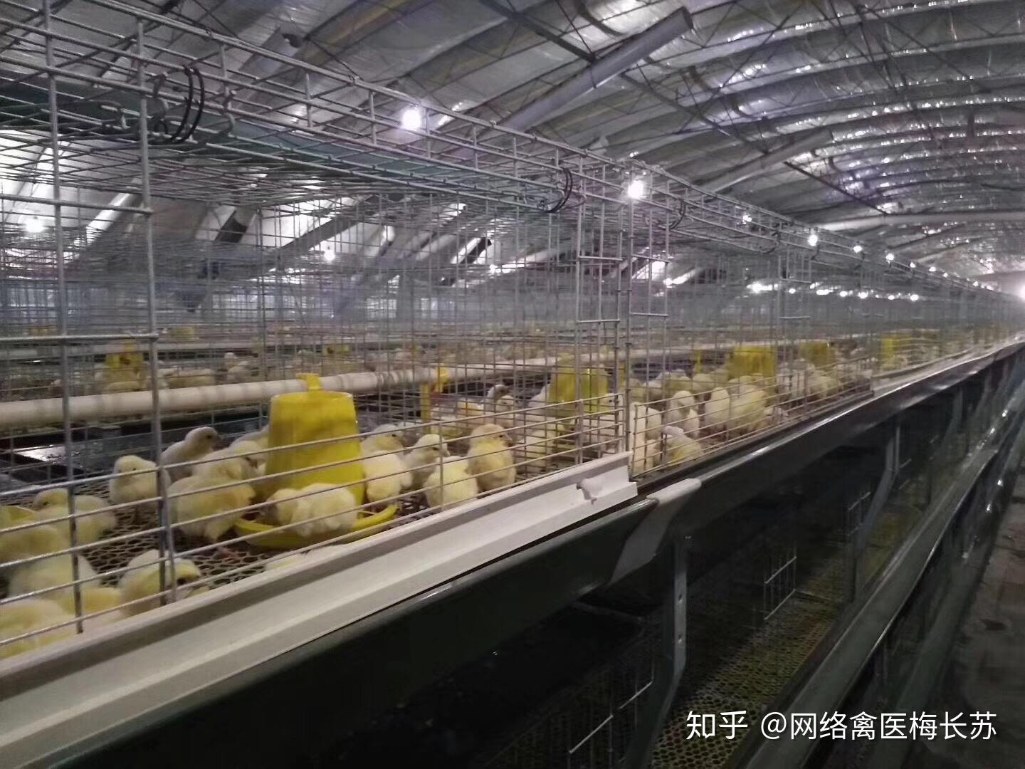 小鸡为什么要喂鸡饲料
