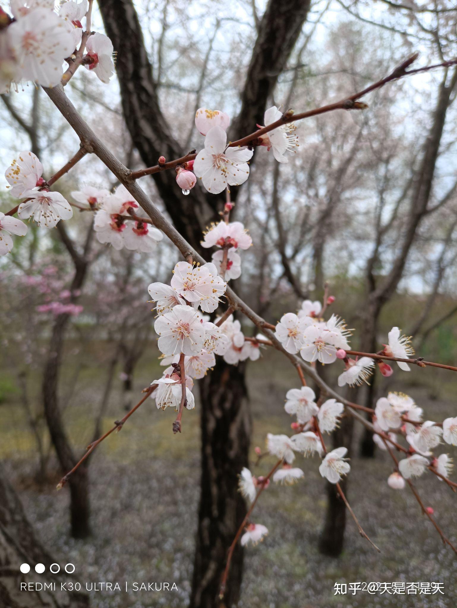 哈尔滨石油学院毕业证图片（我在哈尔滨石油学院学习了一年）