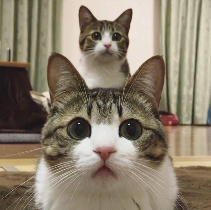 四十多岁经常熬夜应该怎么调整身体?