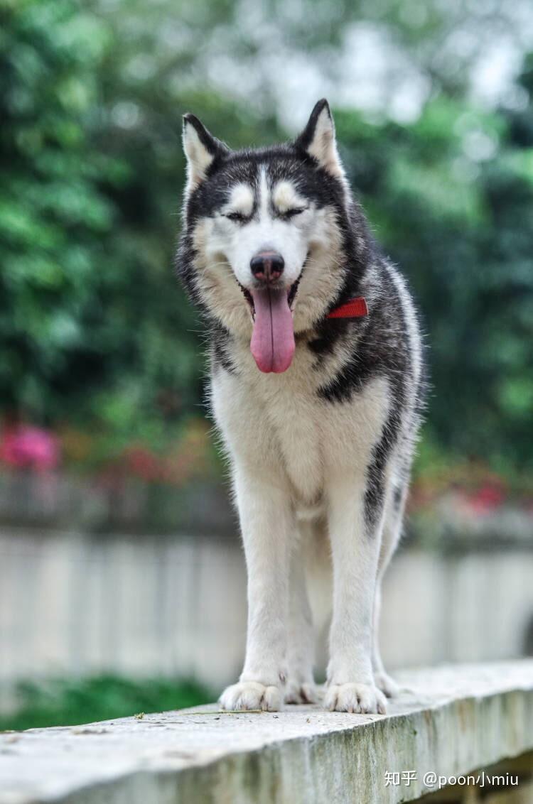 给你家狗子花钱最多的一次干了啥