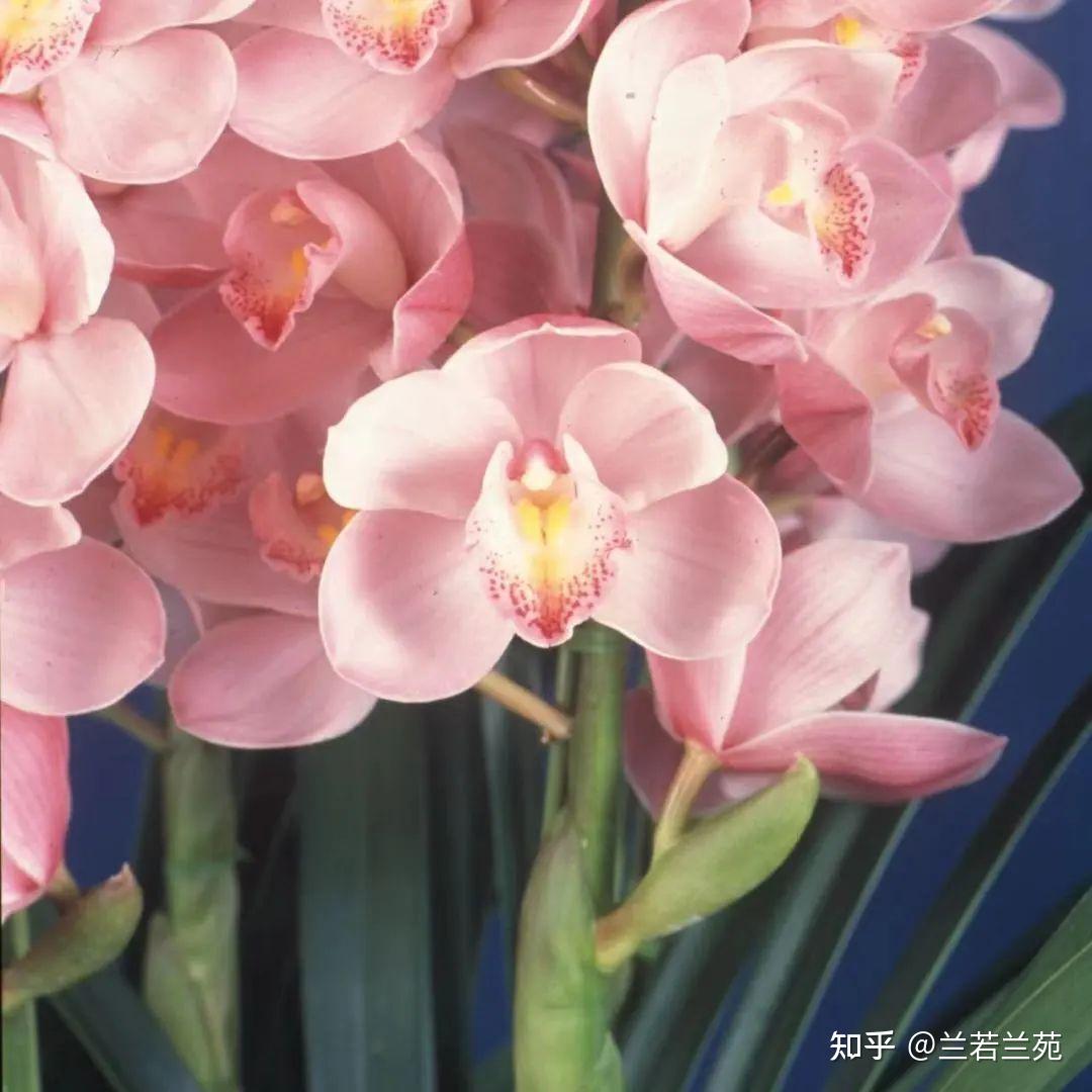走进兰花世界,带你去认识兰花中的翘楚,看一枝兰花的诞生。 - 知乎