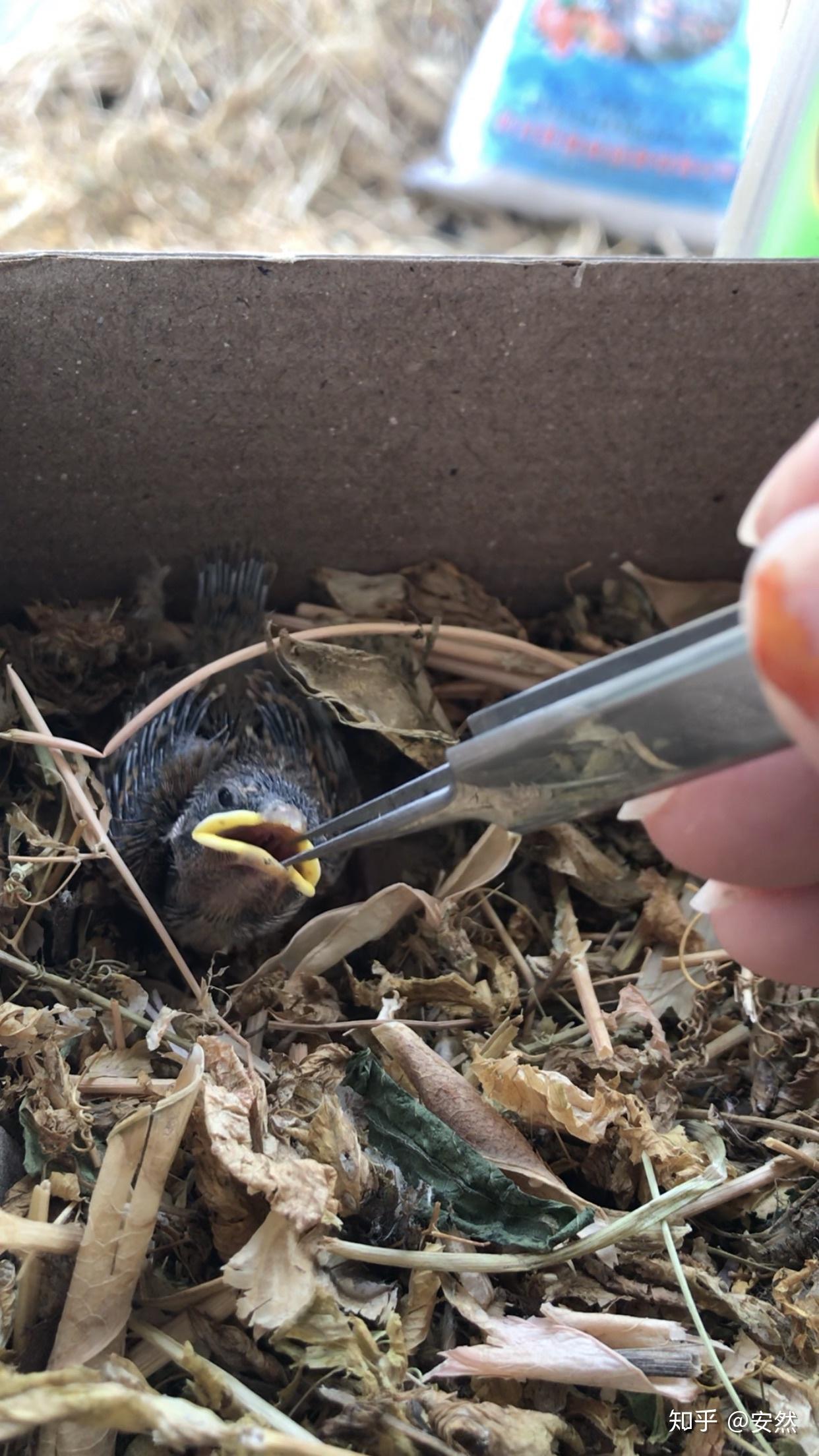 麻雀幼崽怎么养