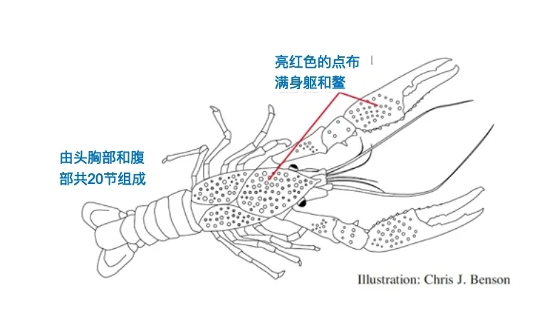 龙虾部位名称图图片