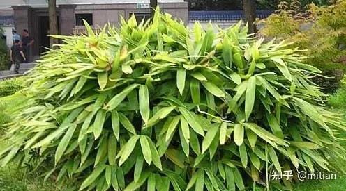 竹类植物识别图鉴(超全),值得珍藏! - 知乎