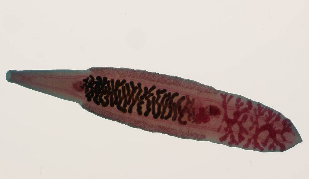 风味人间里的顺德鱼生是淡水生鱼片不担心有寄生虫吗