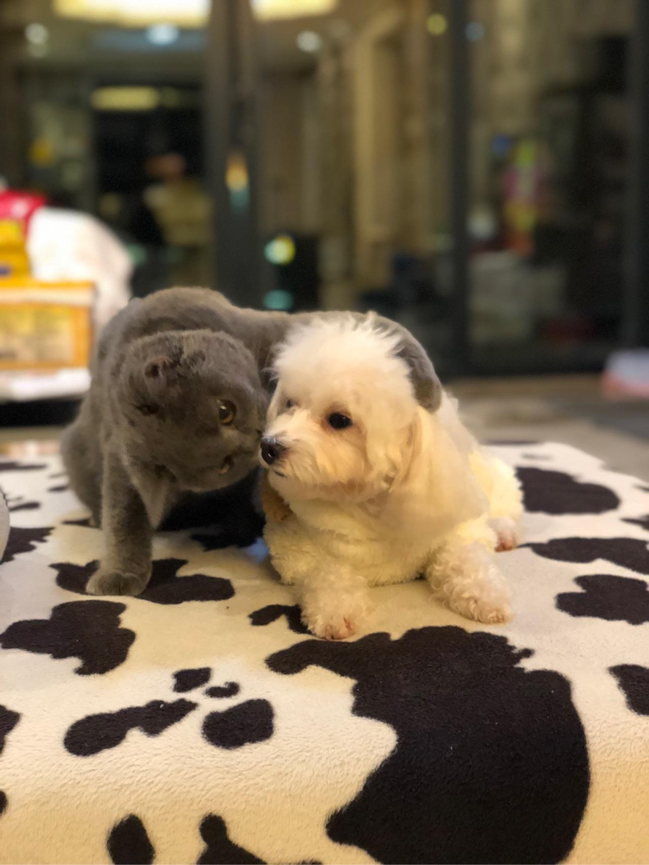 怎么拥有一只宠物 v2-87f3366e92cb1e748b1575106eebb4bd_r.jpg