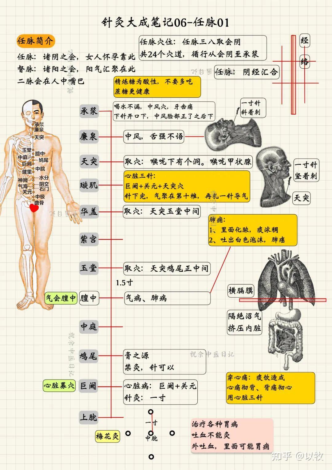 人纪针灸笔记(4)任脉 - 知乎