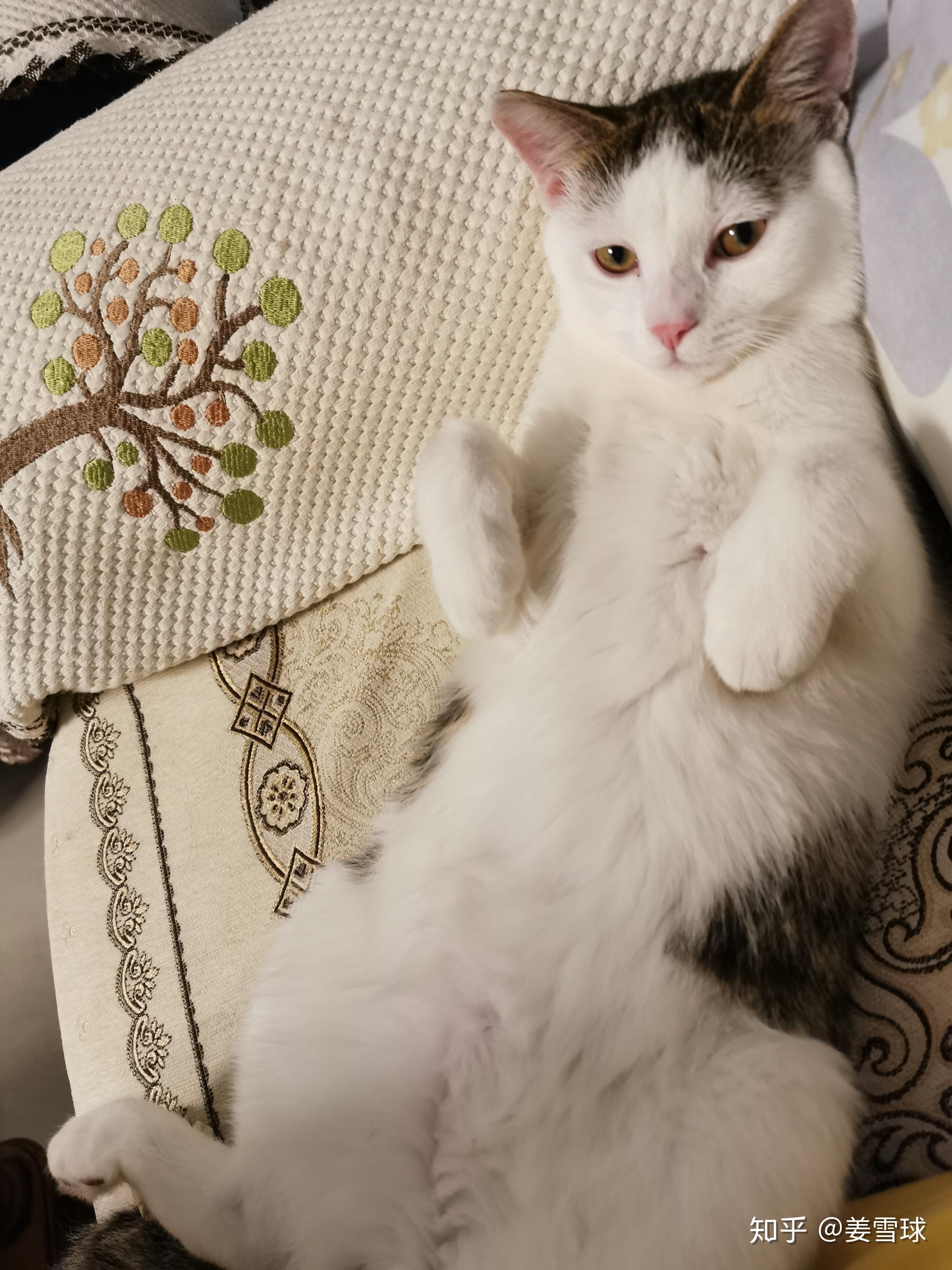 抱起猫的正确姿势是怎样? - 知乎