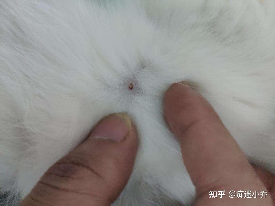 把屁股在地上摩擦或者挠痒,很大可能就是猫咪感染了跳蚤绦虫等