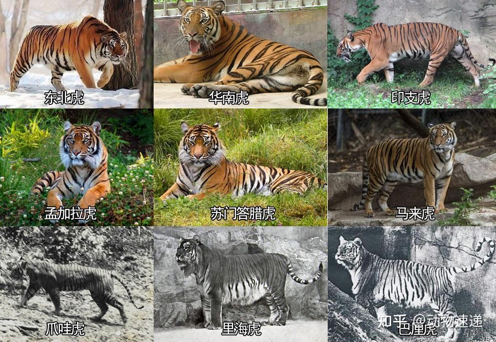 中国野生老虎兴衰史从两个世界之最到一个世界之最