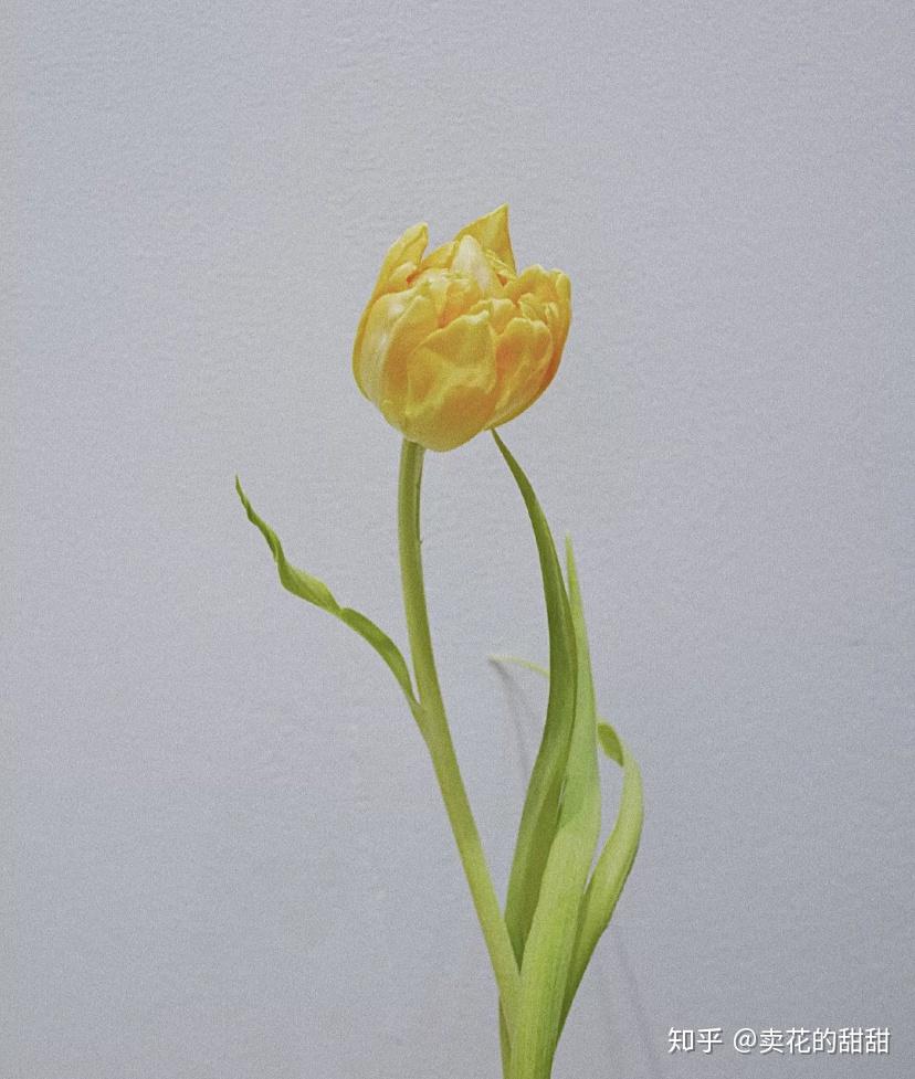 世界花后—郁金香- 知乎