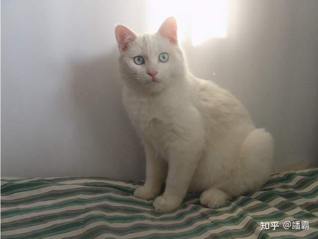 尺玉宵飞练:纯白色滚地锦:玳瑁遍全身兔狲纯野生还有不少没办法找到