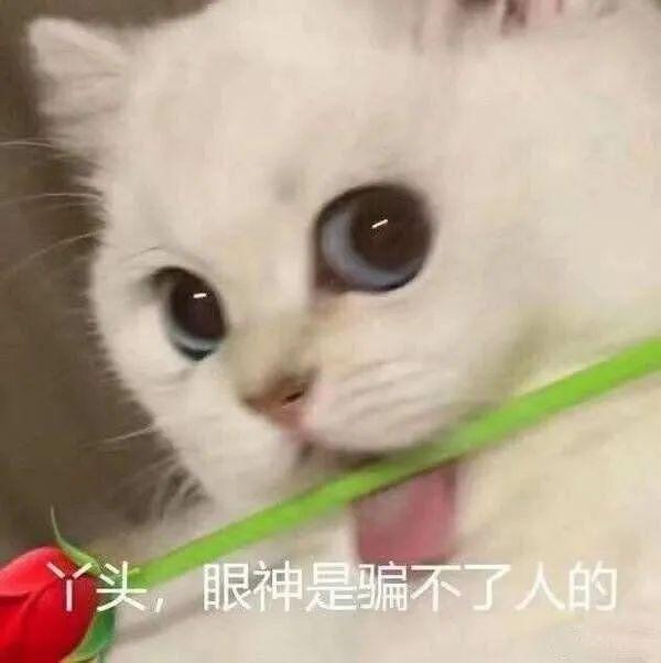 猫咪手握玫瑰花表情包丨情人节快乐老婆 知乎