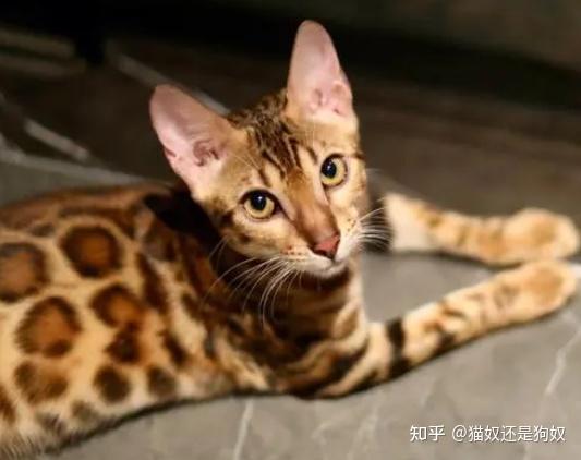 孟加拉猫豹猫图片