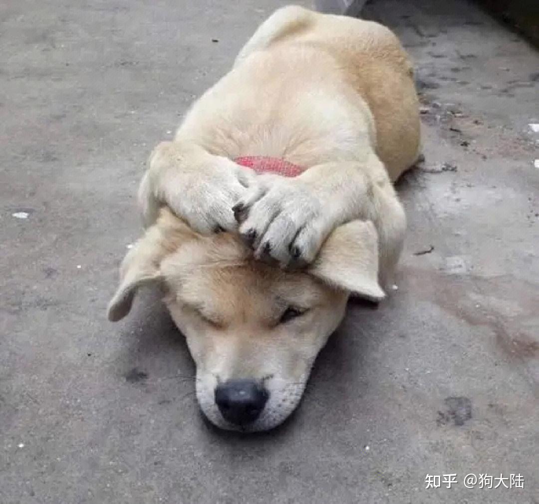 养狗久了才明白,它见到你就“躺下打滚”,有这些含义 - 知乎