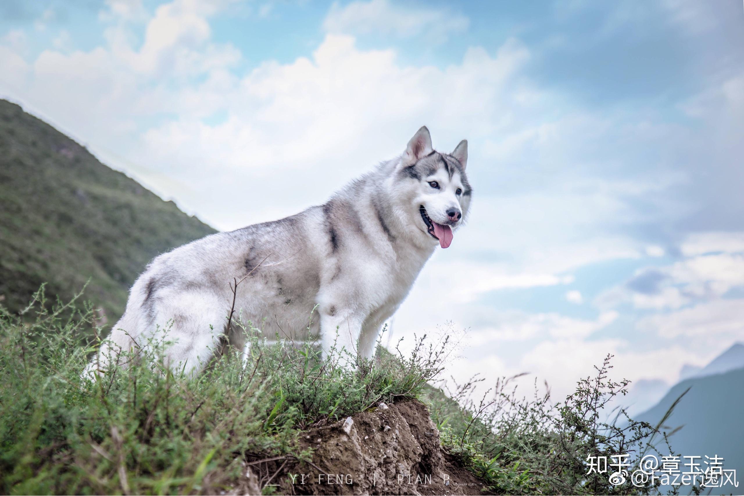 一只哈士奇、阿拉斯加和北极狼的混血狼狗_哔哩哔哩_bilibili