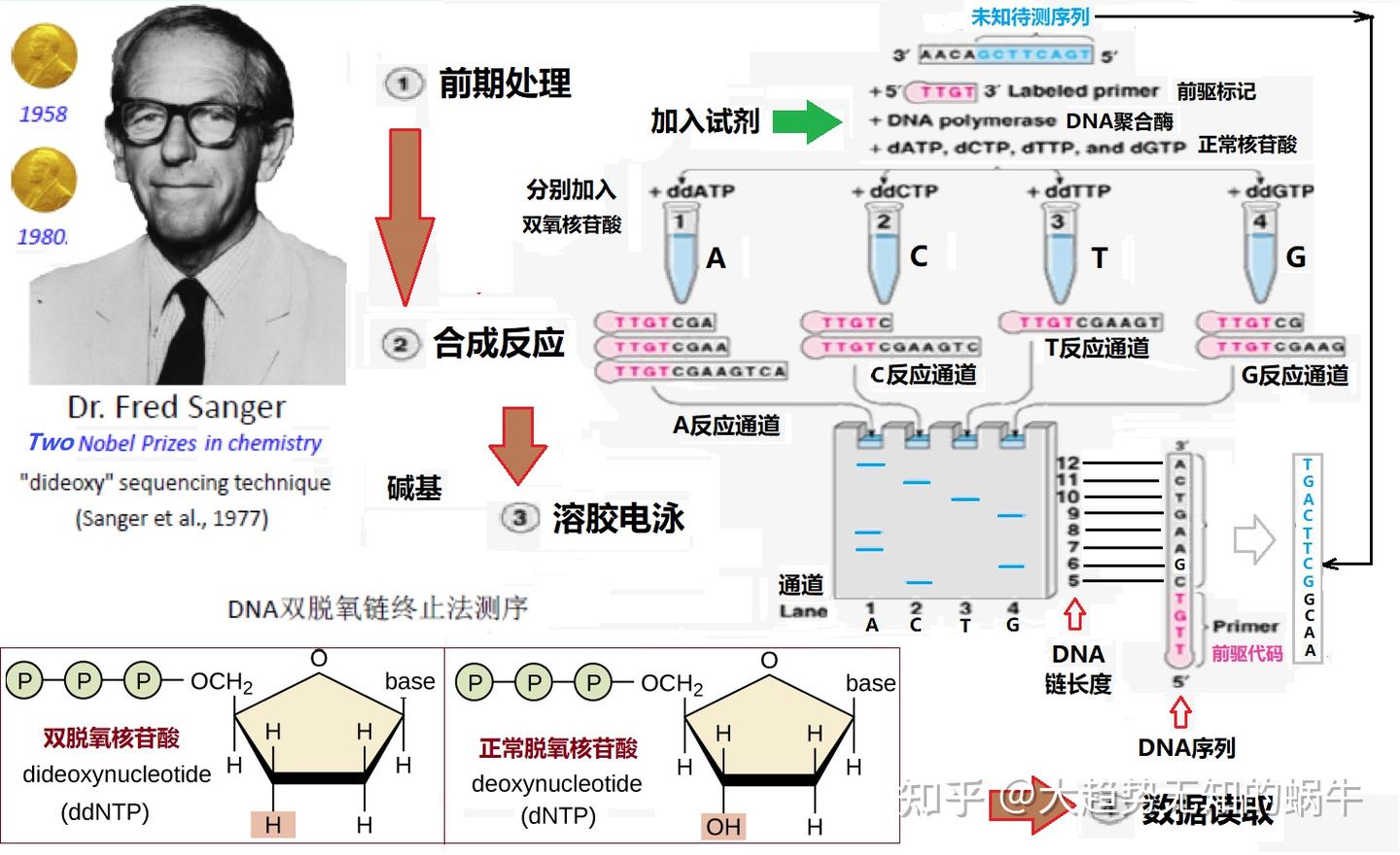 我们不知道答案的125个科学问题(66)基因组的规模 - 知乎