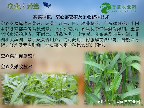 蔬菜种植空心菜繁殖及采收留种技术