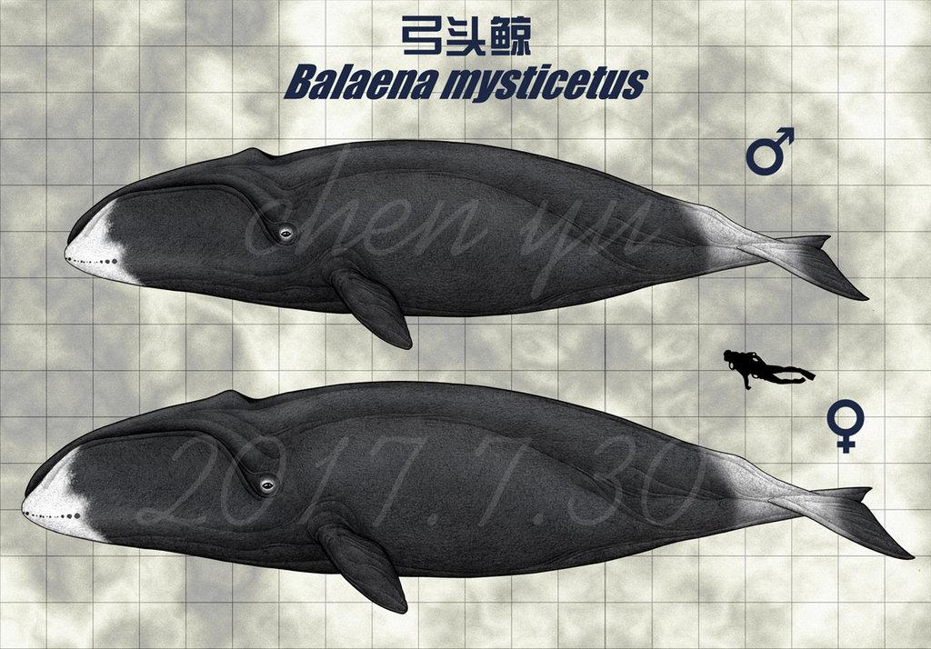 现生水生哺乳动物拉丁文英文中文对照名录②须鲸亚目