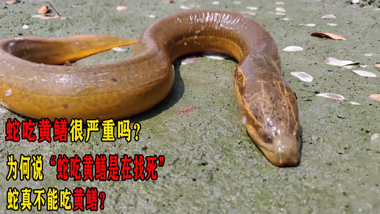 为什么农村老人说蛇不能吃黄鳝?