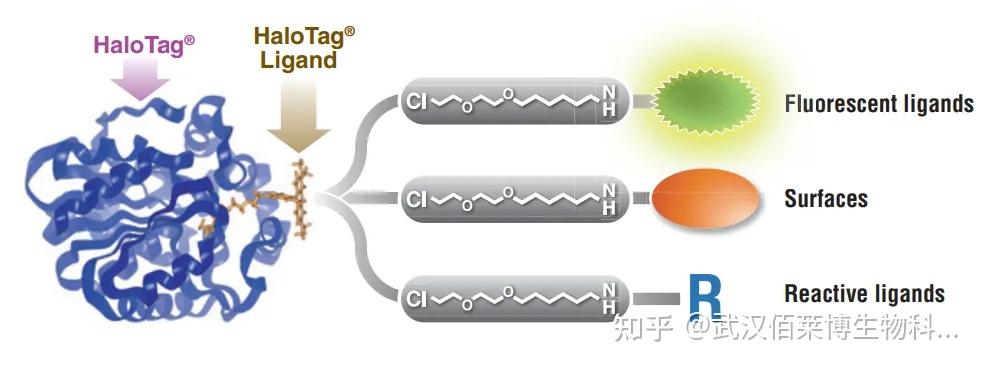 一文读懂亲和层析标签技术 - 知乎