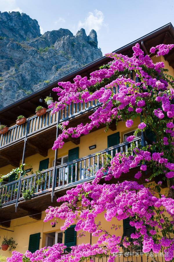 牵牛花各部分名称 牵牛花各部分介绍图 月季花各部分的名称