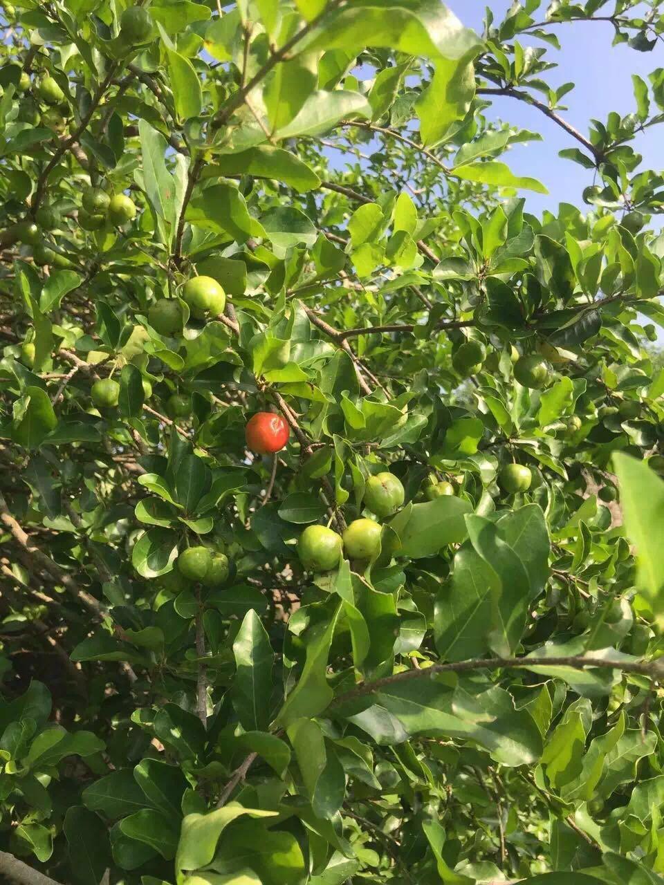 海南第一批针叶樱桃
