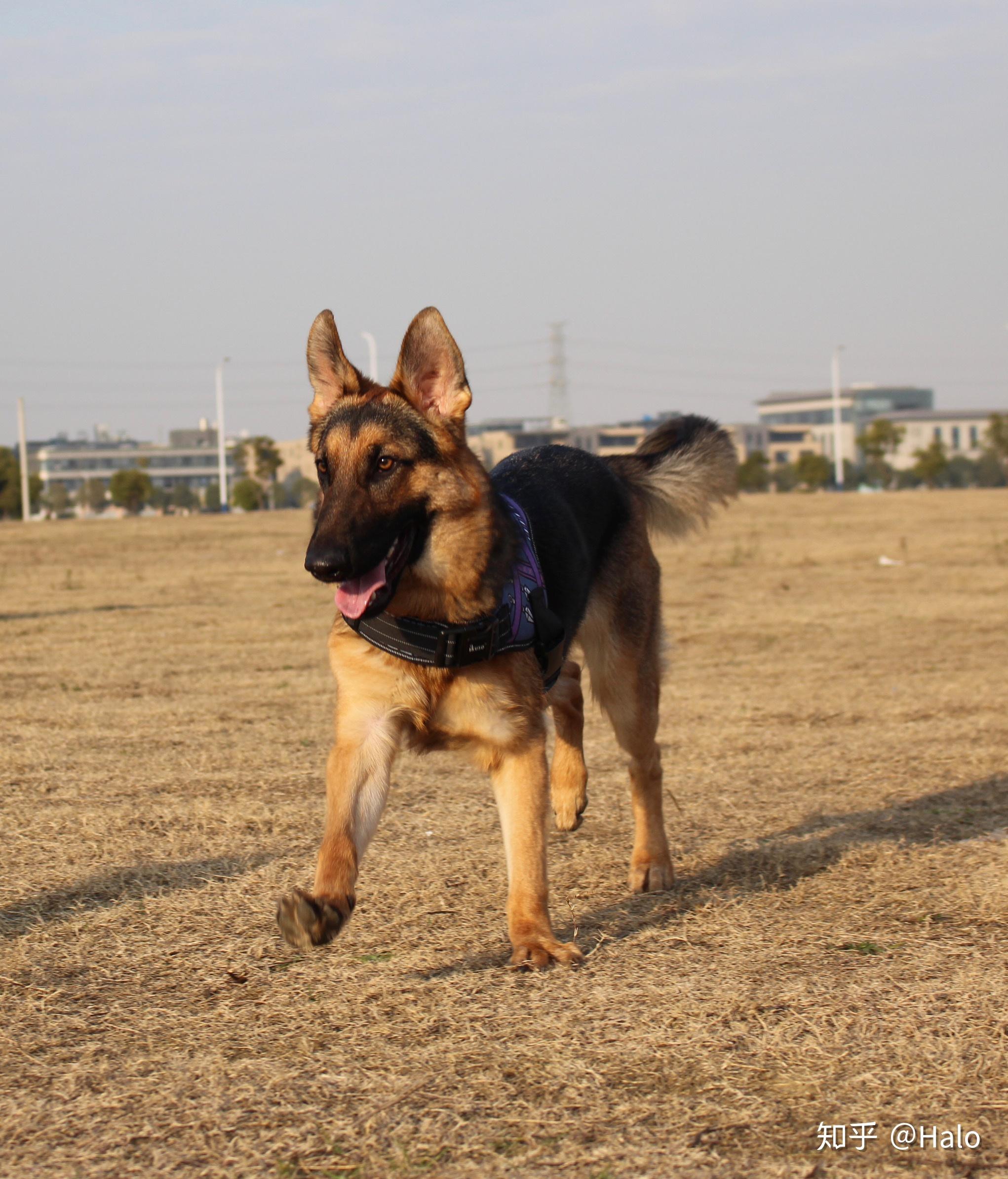 养只大狼狗足矣