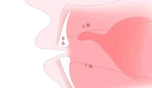 你们平时舌头是怎么放在嘴里的? - 知乎