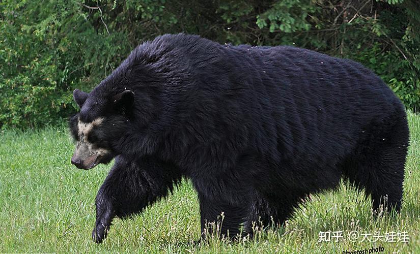 冰河时期的南美细齿巨熊和美洲短面熊亲缘关系有多近