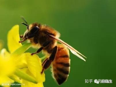 蜂u201d狂季节，谈谈蜂蛰伤- 知乎