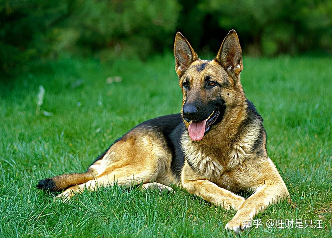 德牧偏瘦怎么办