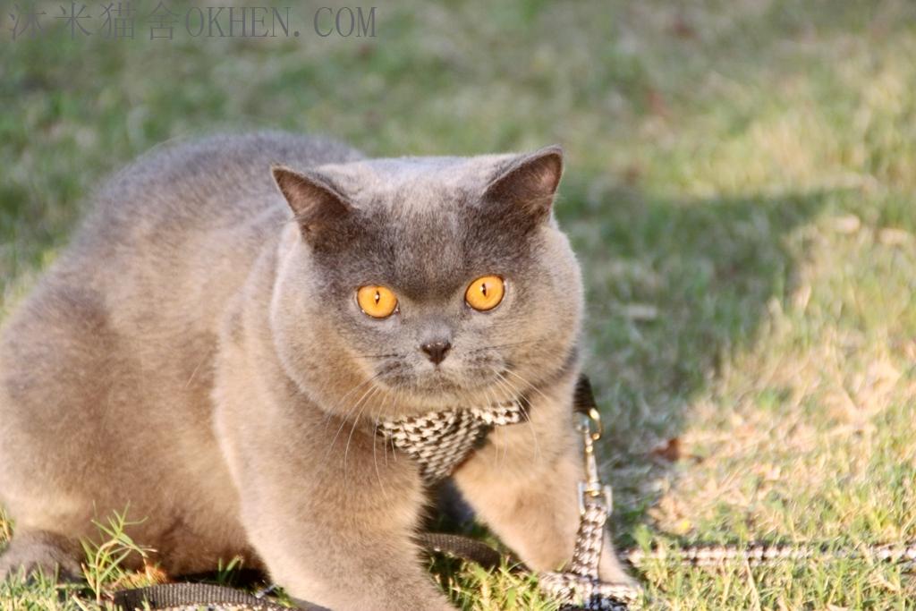 种公1号巨蛋英国短毛猫蓝色双血统英短纯蓝色英国短毛猫