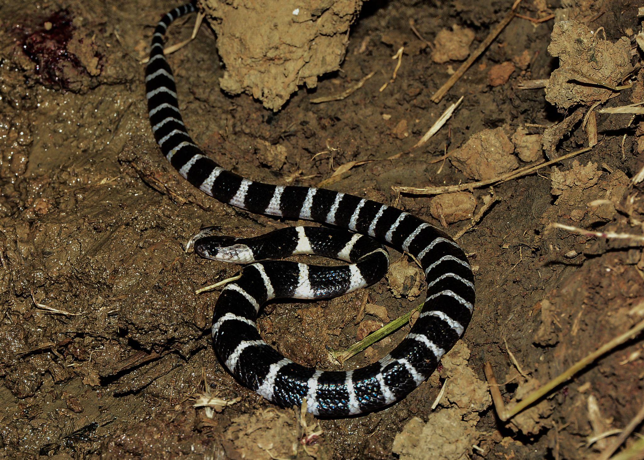 眼镜王蛇和银环蛇身上都有白色条纹,该如何分辨是银环蛇还是小眼镜