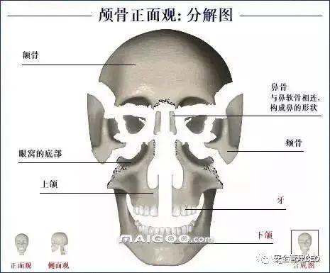 人体骨骼结构图 - 知乎