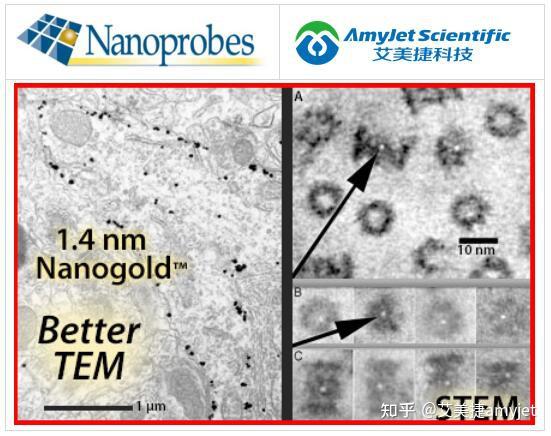 Nanoprobes Nm Nanogold