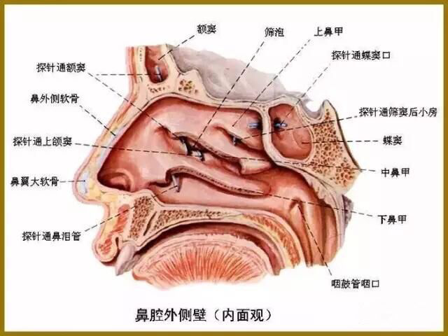 鼻中隔黎氏区解剖图图片
