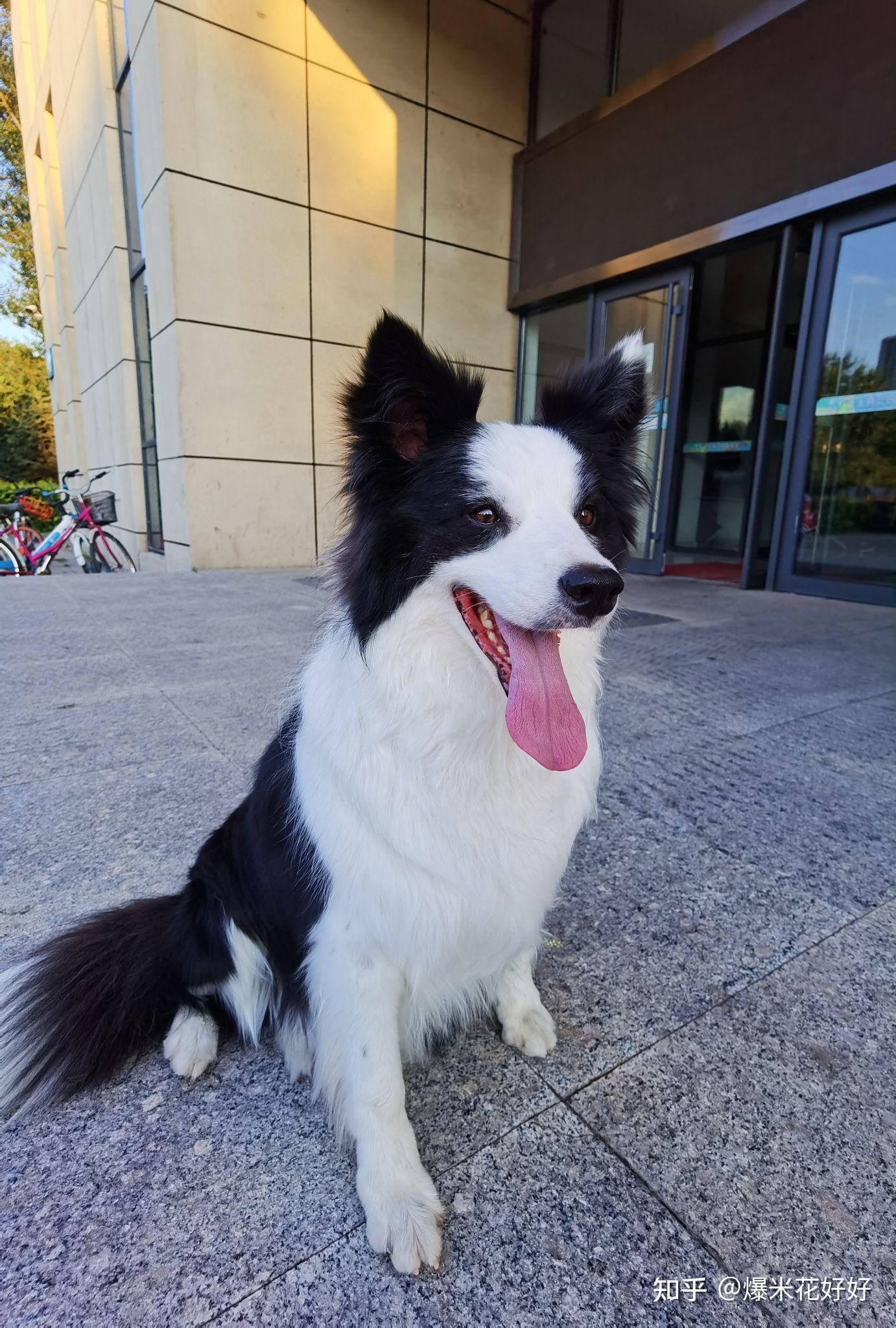 边牧能有多漂亮