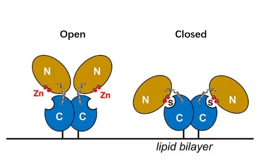 CD73抗体入选AACR“TOP12”，冷冻电镜空间表位为best in class提供实锤 - 知乎