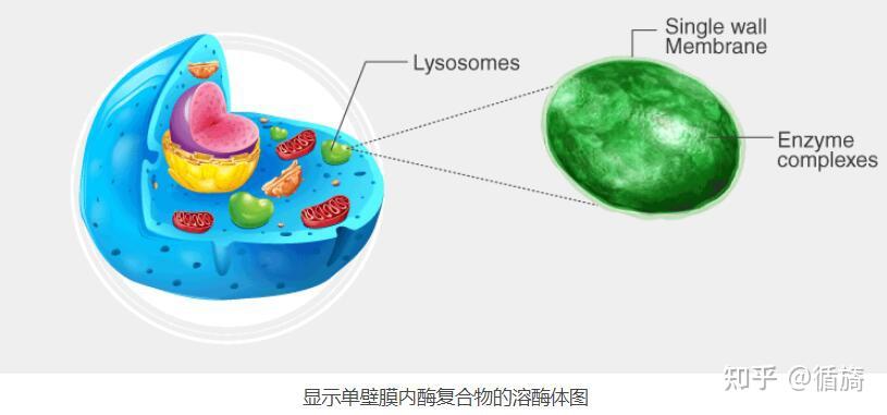 溶酶体图片 手绘图图片