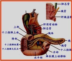 第二十五章 胰腺疾病病人的护理 - 知乎