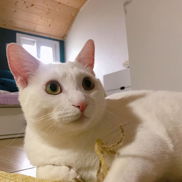 吸猫大会土耳其梵科迪斯猫mihomang