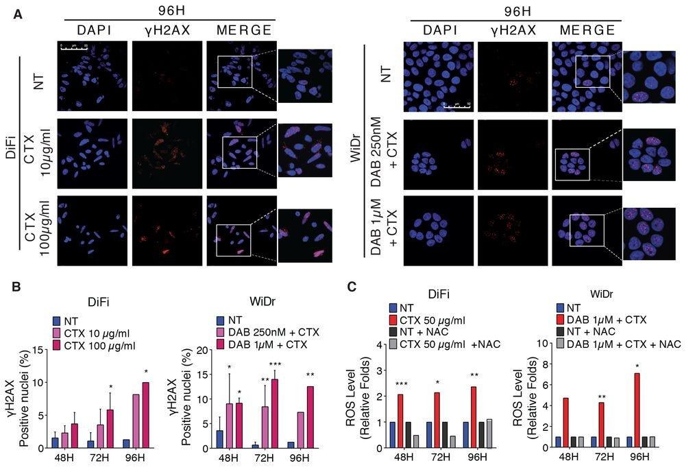 解碼cns結腸直腸癌對靶向療法的適應性變異science