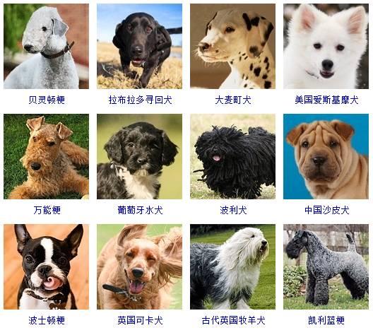 178种狗狗品种大全 原来按体型智商都是这么分 知乎
