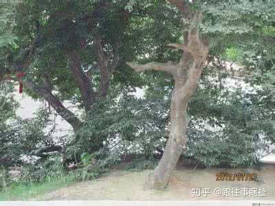 世界最后一株狗脊骨树? - 知乎