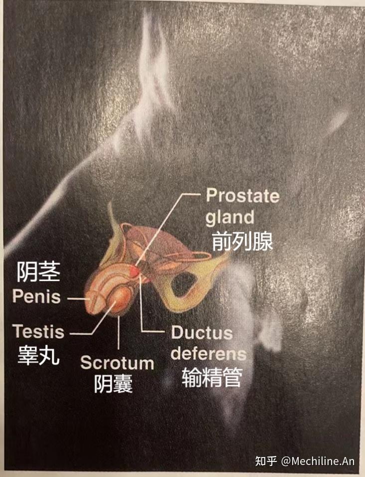系统解剖学和生理学笔记（中英）|U1C1 The Human Body: An Orientation - 知乎