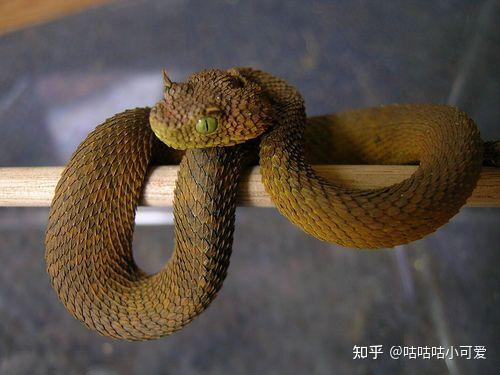 有人见过粉红色头上有个小角的蛇吗?