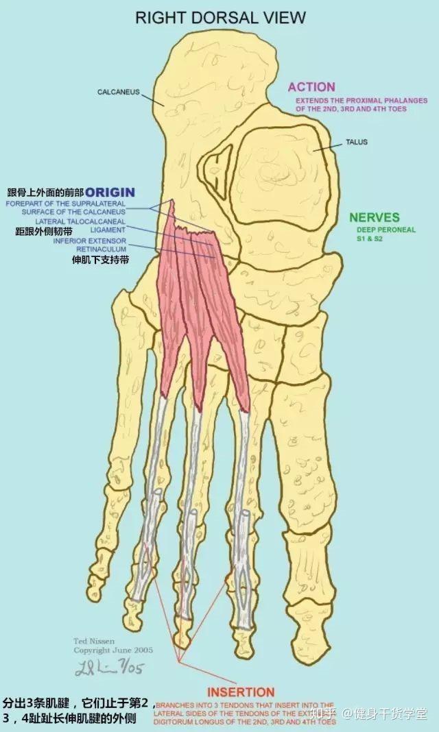 足背肌肉解剖图图片